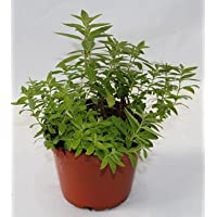 Sin marca Hierba Luisa (Maceta 13 cm Ø) - Planta Viva - Planta aromatica